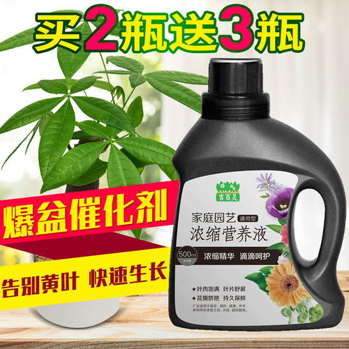 營養(yǎng)液、花肥料與生物有機肥 盆栽綠蘿養(yǎng)護與未來肥料研發(fā)趨勢